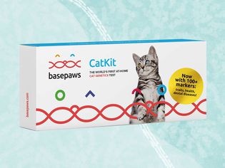 The Basepaws Cat DNA Test Kit on a decorative blue background