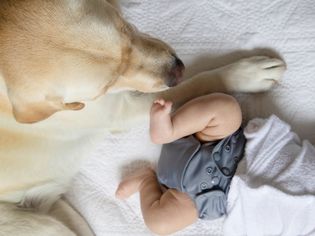 Yellow labrador retriever laying next to baby