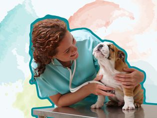 Collage of a veterinarian listening to a dog's heart on a colorful background