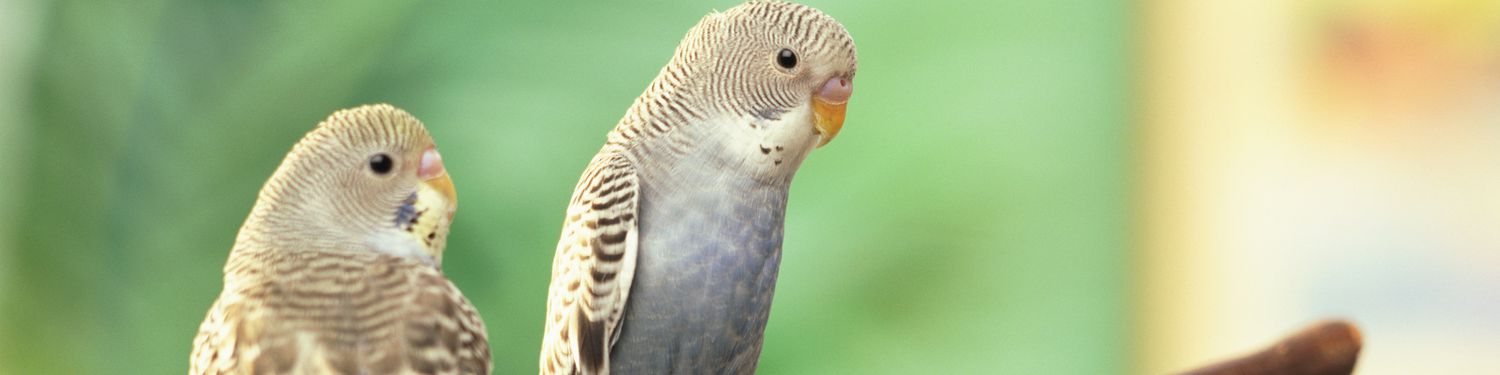 two birds sitting on tree branch