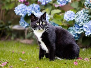 black and white cat sitting in grass by blue hydrangeas