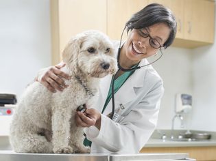 heart murmurs in dogs