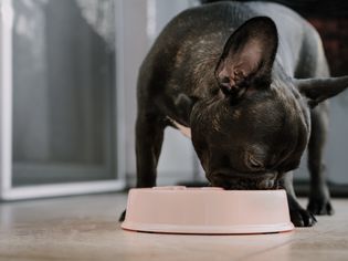 Brindle French bulldog eating from a food bowl