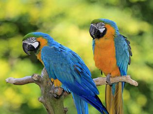 Two blue-and-gold macaws perched on a tree