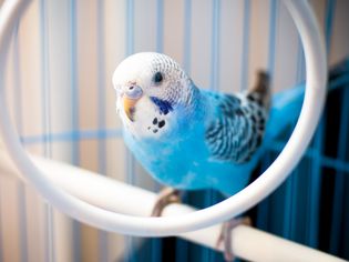 Blue budgie