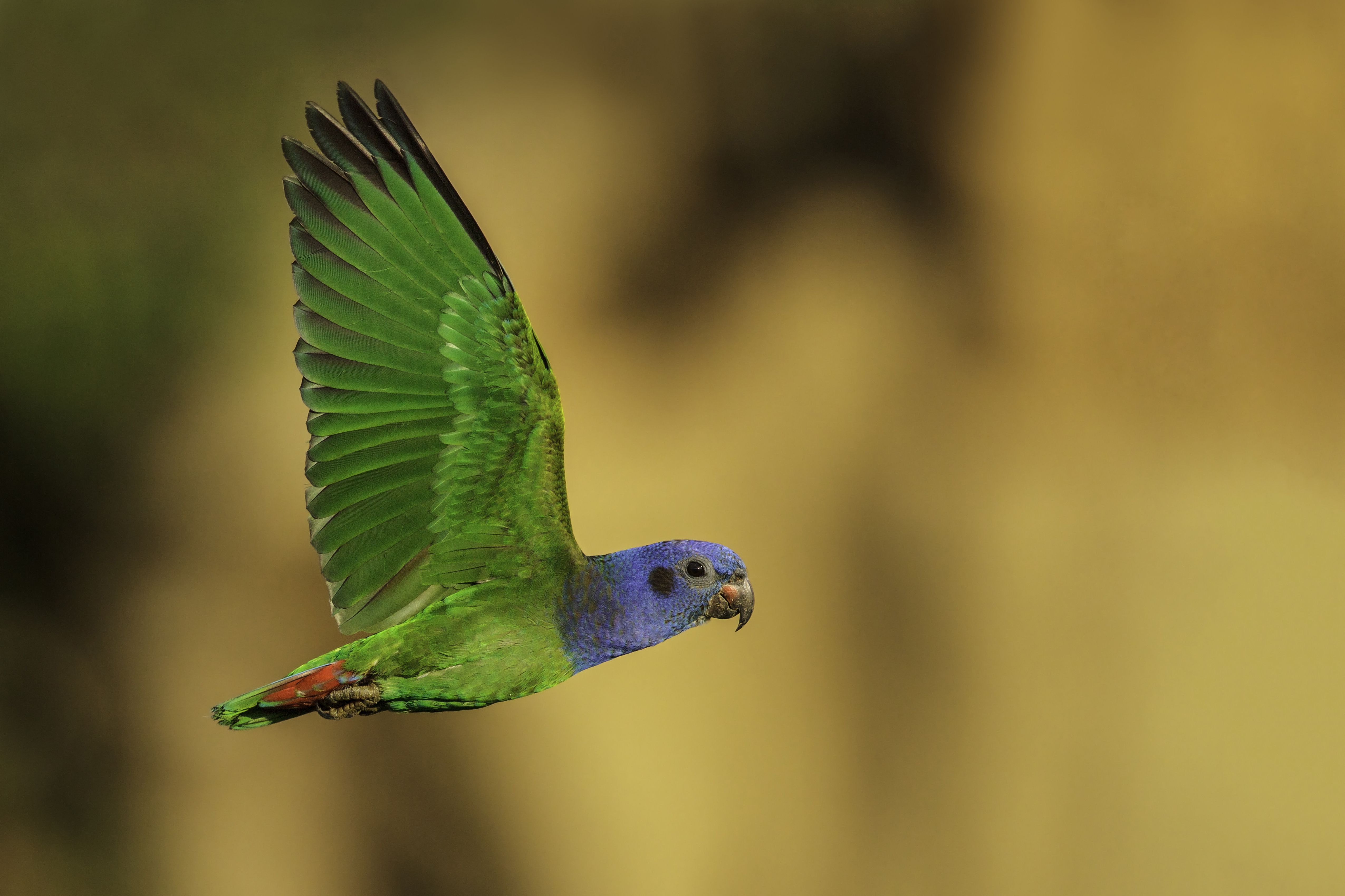 Blue-headed pionus parrot flying