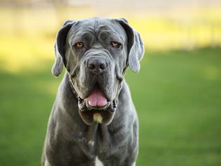Blue Neapolitan Mastiff