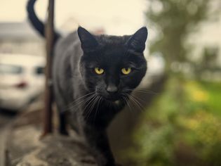 Bombay cat, Black cat