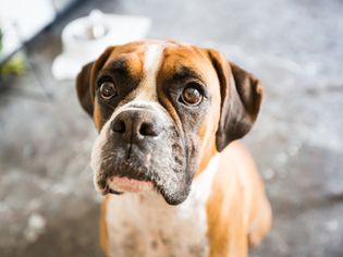 Boxer Dog