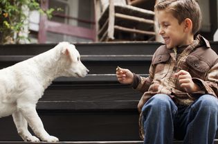 Boy playing with puppy on steps outdoors