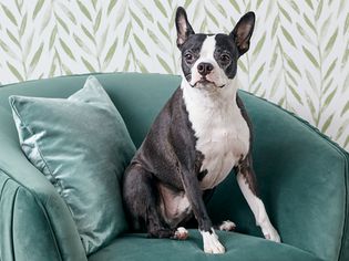 A Boston Terrier