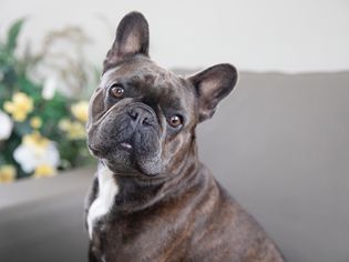 Brown-gray and white brindle dog sitting on couch