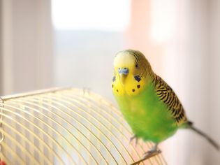 Budgerigar on the birdcage. Budgie