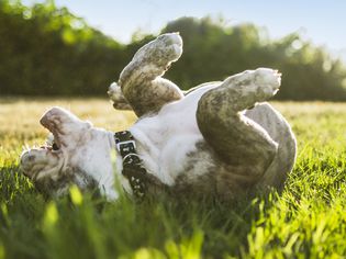 Dog rolling over trick