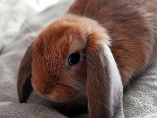 Lop-eared rabbit