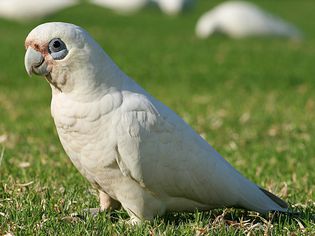 Bare Eyed Cockatoo
