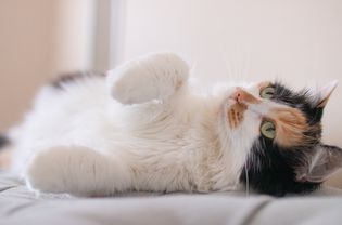 Calico cat on its side