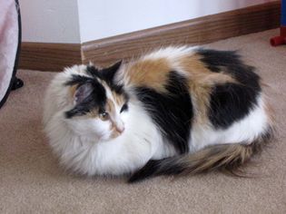 Photo of cat of the week calypso