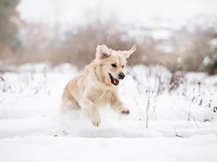 dog playing in snow