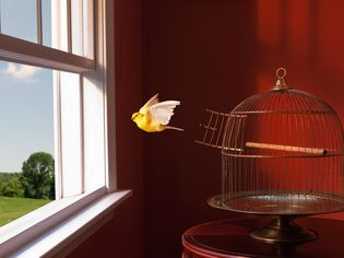 Canary escaping cage, flying toward open window