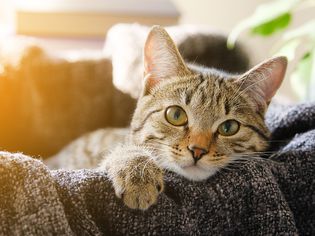 tabby cat lies in basket with a blanket