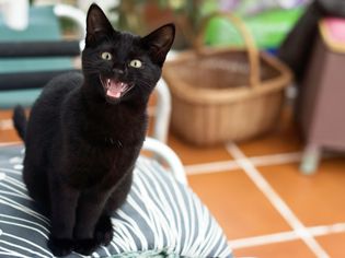 Black cat meowing