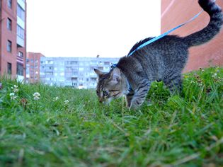 Cat on grassy field by buildings against clear sky