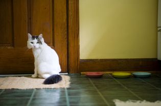 Cat sitting on kitchen rug by food bowls