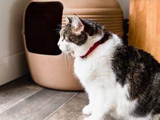 kitty outside of its litter box