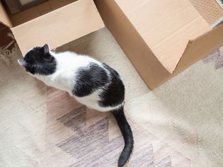 a move can be stressful for a cat