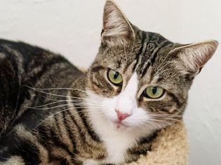 Brown and white cat with light green eyes