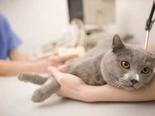Cat At Vet