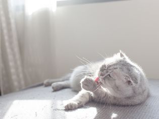 Cat licking front paw