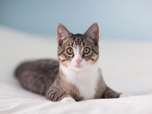 Tabby and White Cat Laying on a Bed