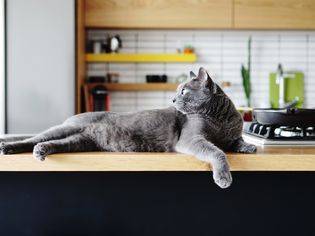 gray cat lays on top of wooden counter near stovetop