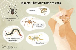 Insects That Are Toxic to Cats