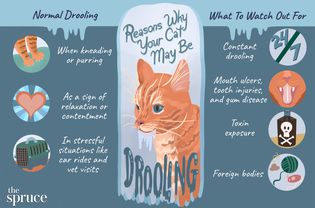 Reasons Why Your Cat May Be Drooling