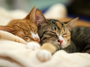 Sleeping cats