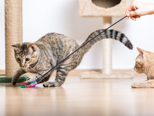 Cats Playing in Living Room
