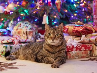Christmas cat