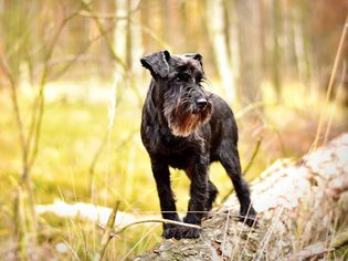 Smartest Dog Breeds — Miniature Schnauzer