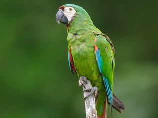 Chestnut-fronted macaw