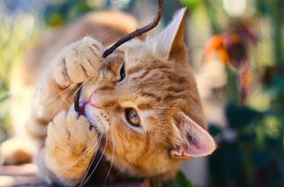 Cat chewing plant stem