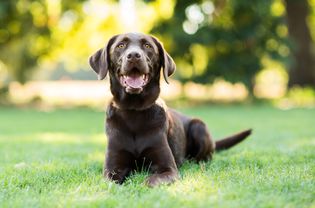 Chocolate Labrador Dog Laying on Grass Outdoors