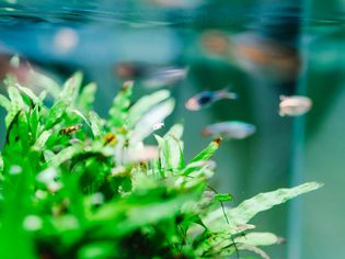 Aquarium with plants and clean water and fish swimming