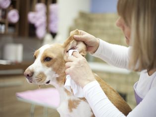 Cleaning dog ears