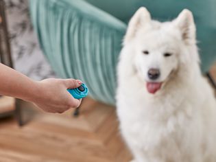 using clicker training on a Samoyed