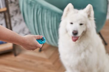 using clicker training on a Samoyed