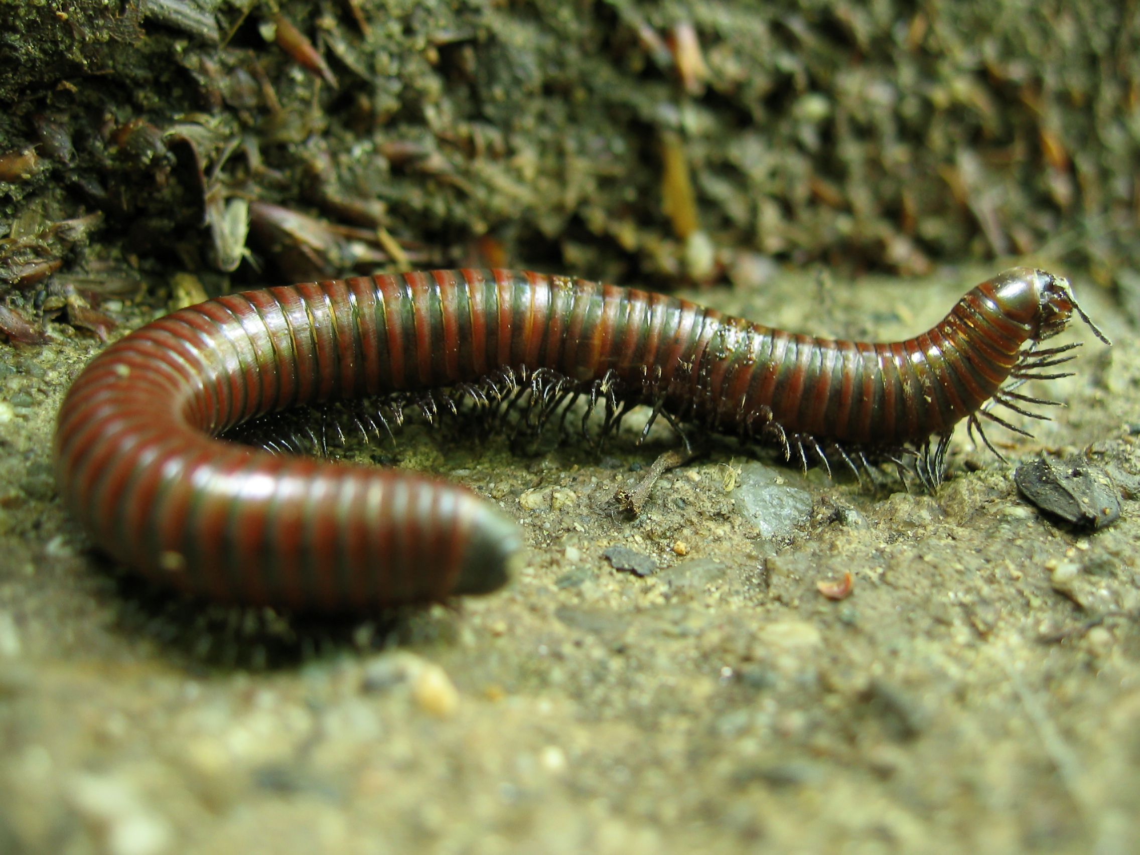 Close-up of a millipede