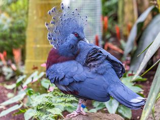 Close up of a beautiful Victoria crowned pigeon (Goura cristata)